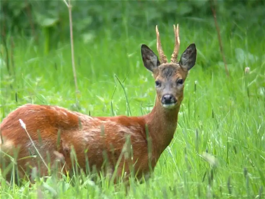 Распространение косули в Новосибирской области Распространение косули в Новосибирской области