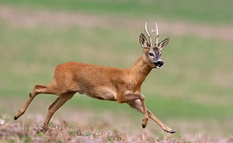 Популяция косули в Новосибирской области Популяция косули в Новосибирской области