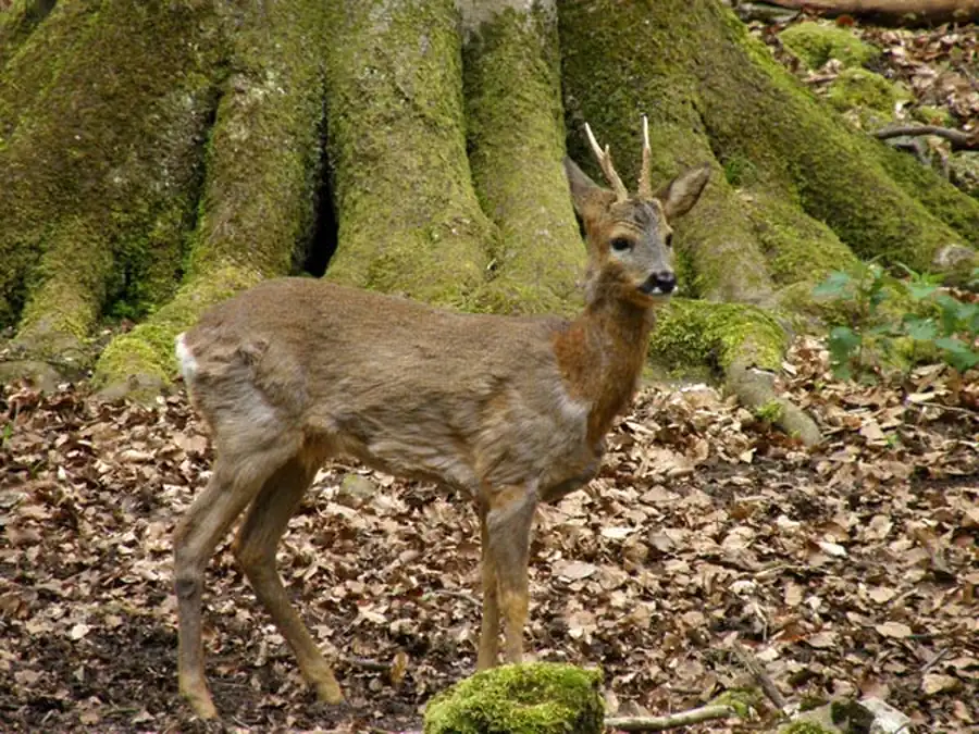 Косуля держится в разреженных лесных участках Косуля держится в разреженных лесных участках
