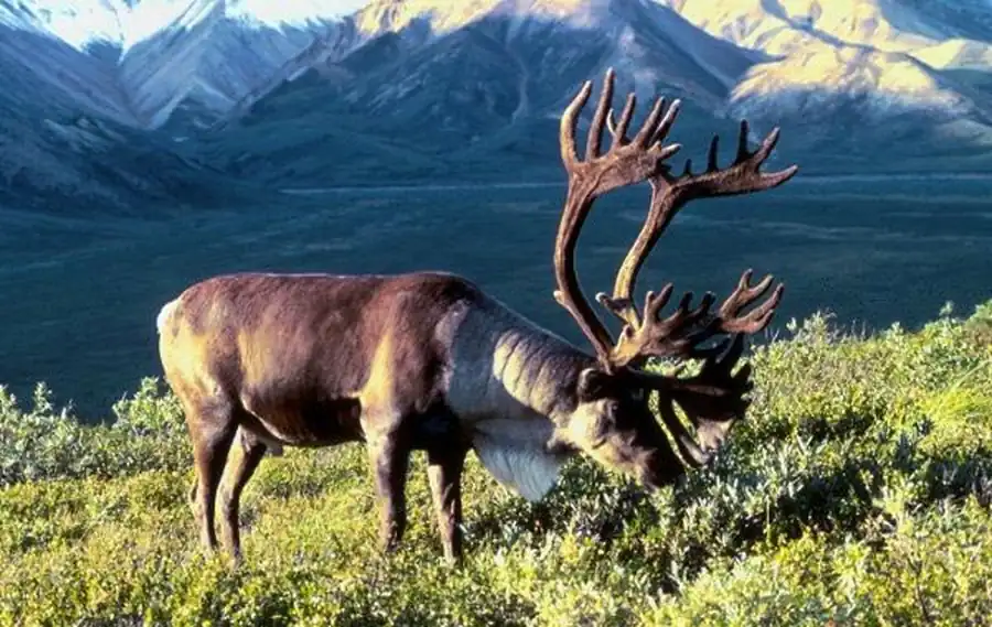 Дикий северный олень встречается на севере Новосибирской области Дикий северный олень встречается на севере Новосибирской области