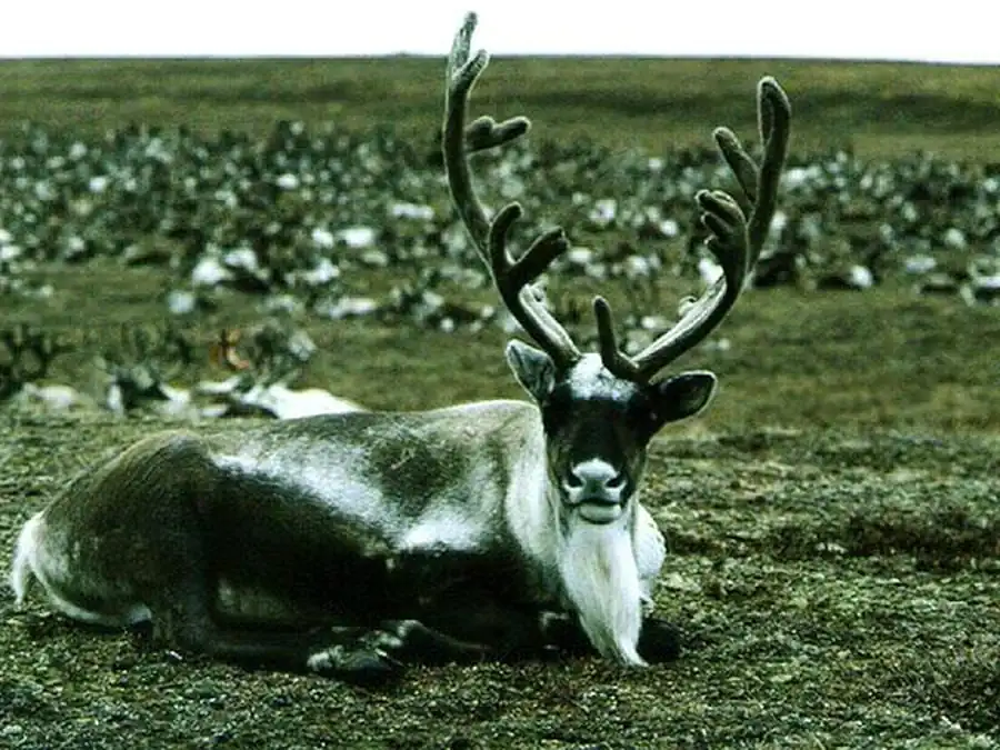 Численность северного оленя в Новосибирской области Численность северного оленя в Новосибирской области