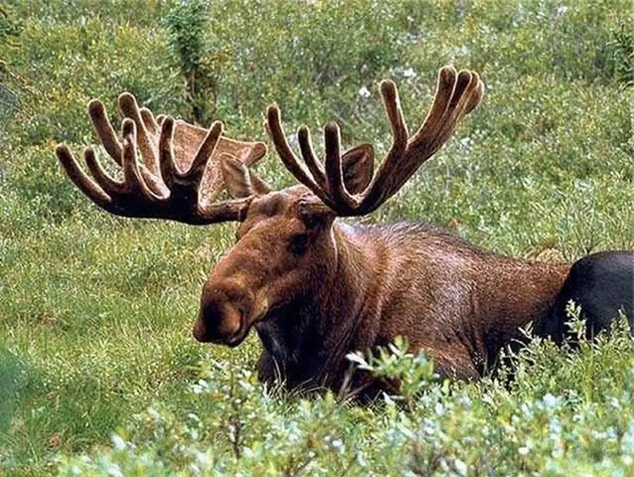 Природноочаговые инфекции среди лосей Природноочаговые инфекции среди лосей