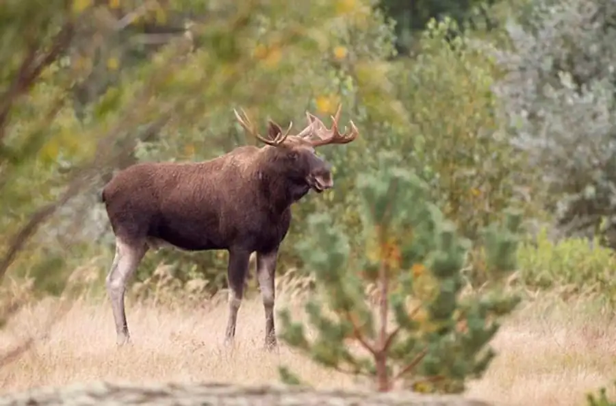 Исследование лосей в Новосибирской области Исследование лосей в Новосибирской области