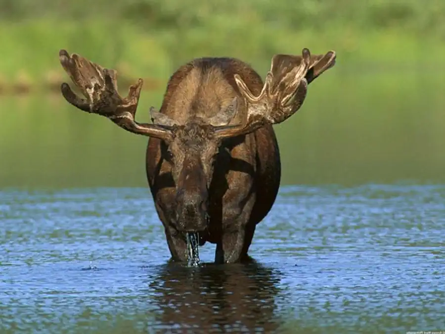 Лосям свойственны сезонные миграции Лосям свойственны сезонные миграции