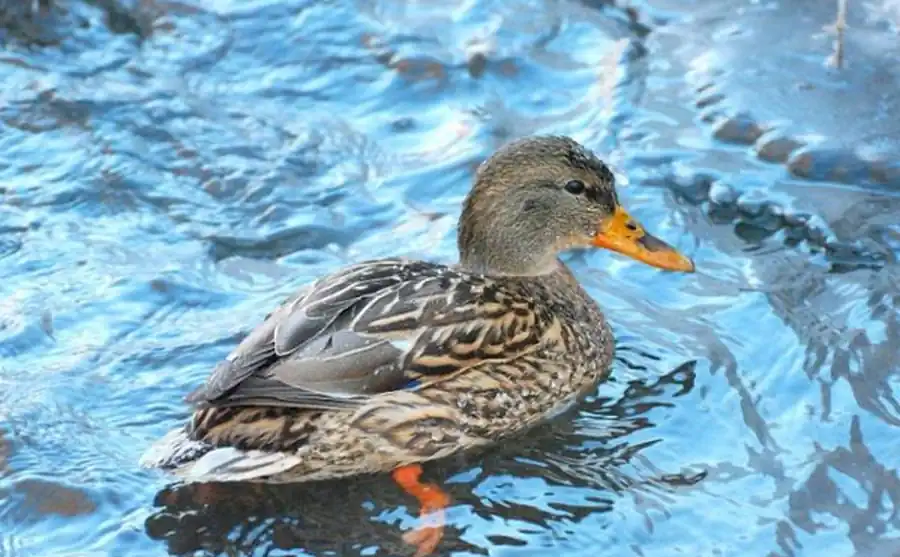 Разнообразие водоплавающей дичи в Новосибирской области Разнообразие водоплавающей дичи в Новосибирской области
