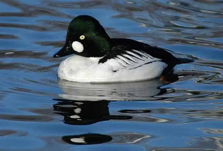 Распределение водоплавающих птиц в Новосибирской области Распределение водоплавающих птиц в Новосибирской области