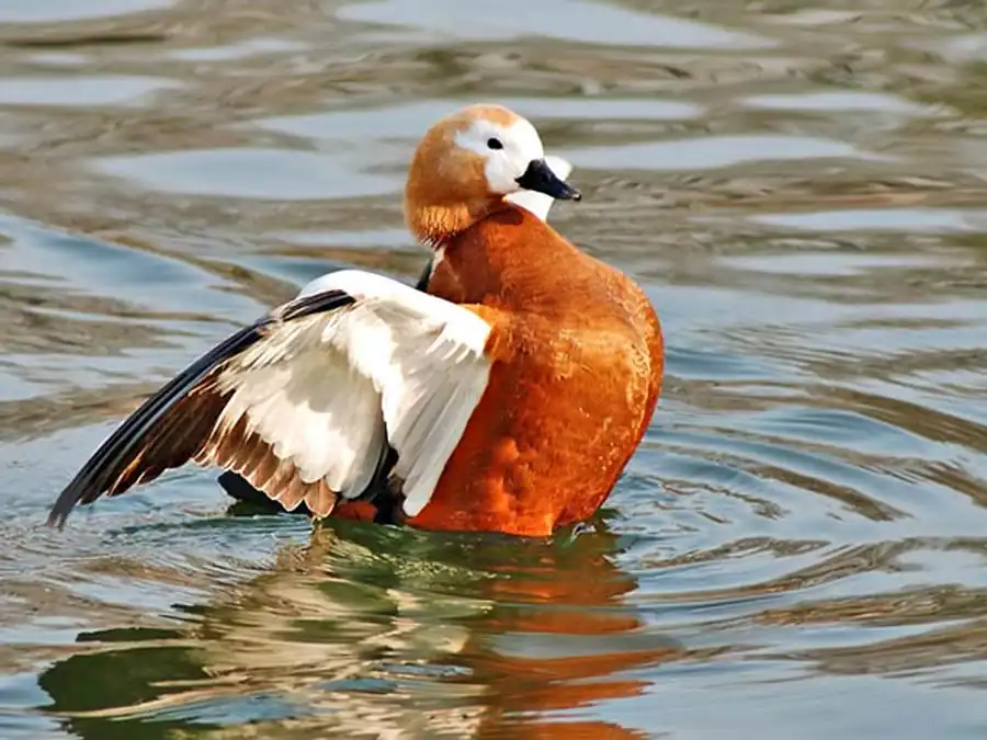 Благоприятные условия для обитания водоплавающих птиц Благоприятные условия для обитания водоплавающих птиц