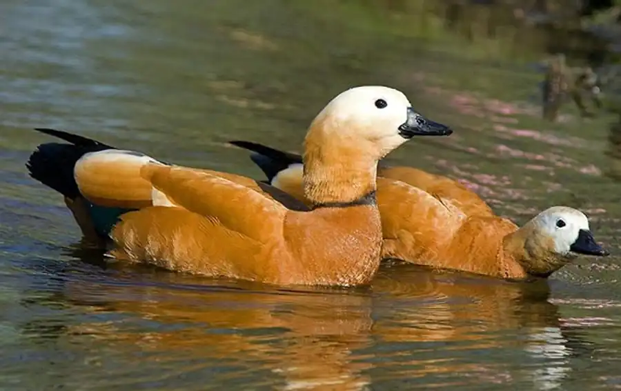 Запасы водоплавающей дичи Запасы водоплавающей дичи