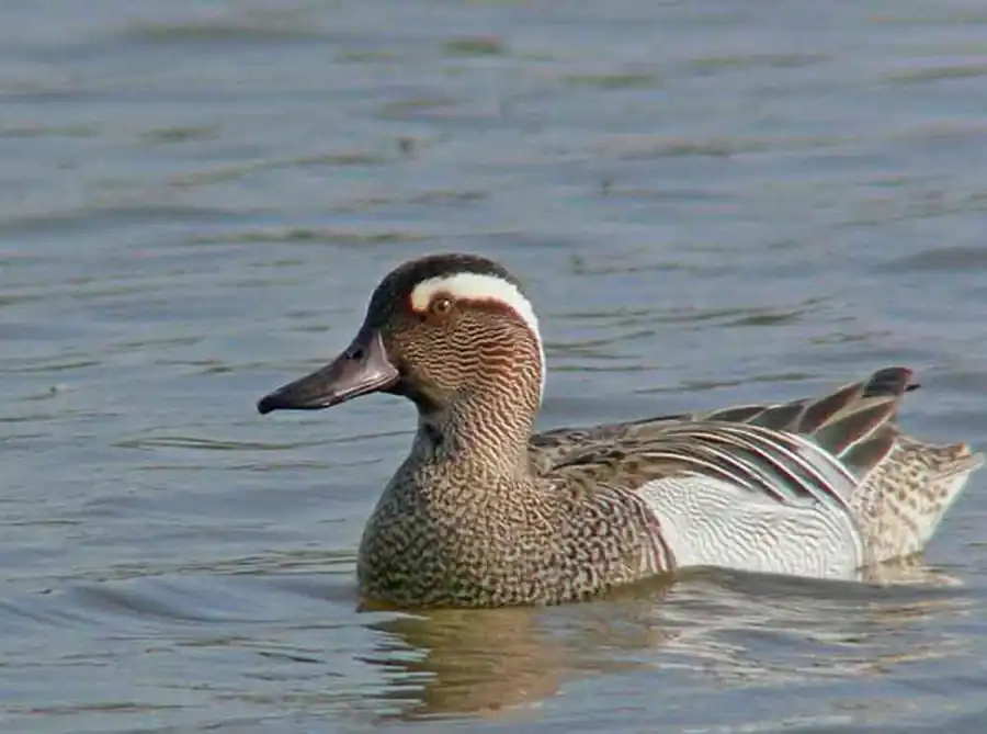 Интенсивный пролет водоплавающих птиц Интенсивный пролет водоплавающих птиц