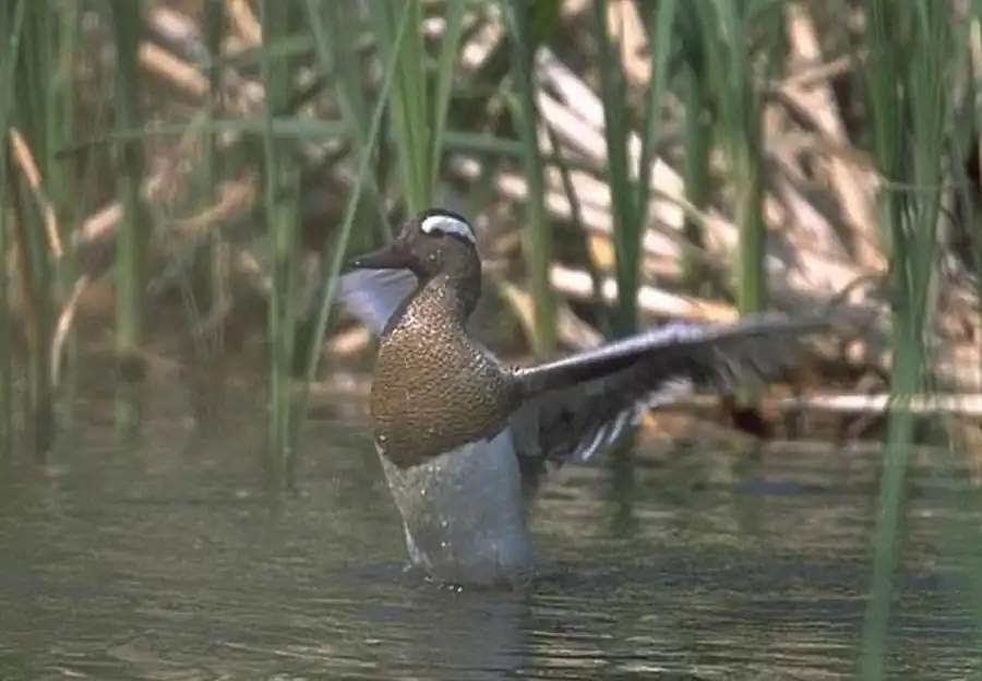 Водоплавающая дичь концентрируется по протокам Водоплавающая дичь концентрируется по протокам