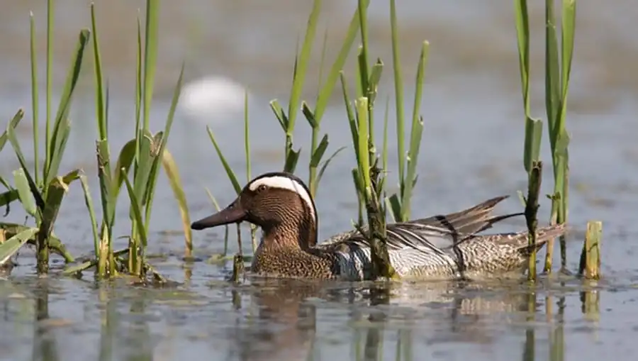 Численность водоплавающей дичи на Оби Численность водоплавающей дичи на Оби