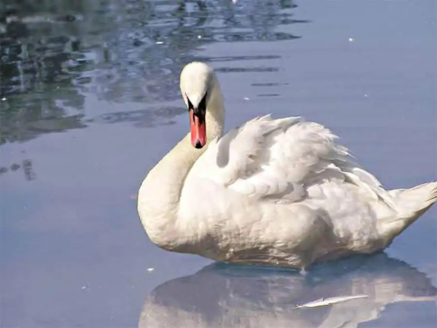 Распространение гусиных в Новосибирской области Распространение гусиных в Новосибирской области