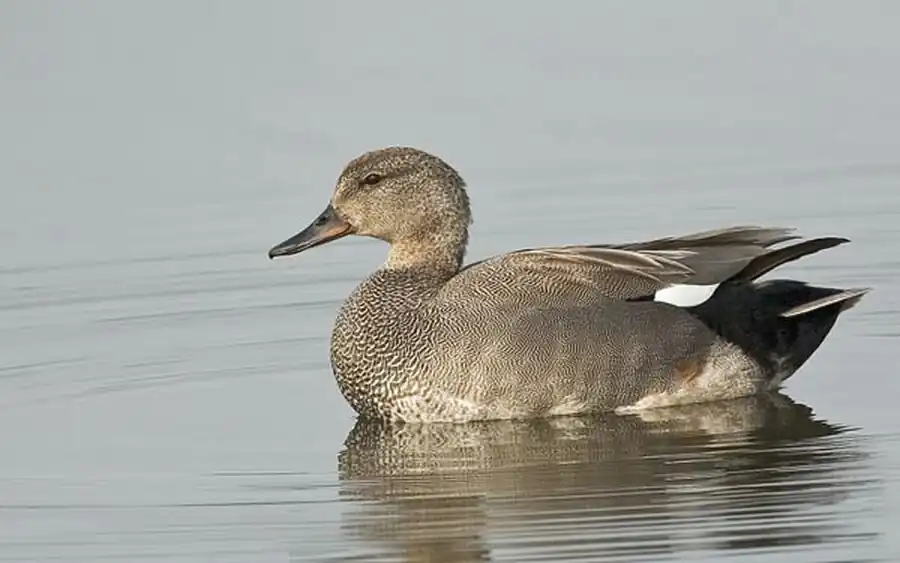 Распространение утиных в Новосибирской области Распространение утиных в Новосибирской области