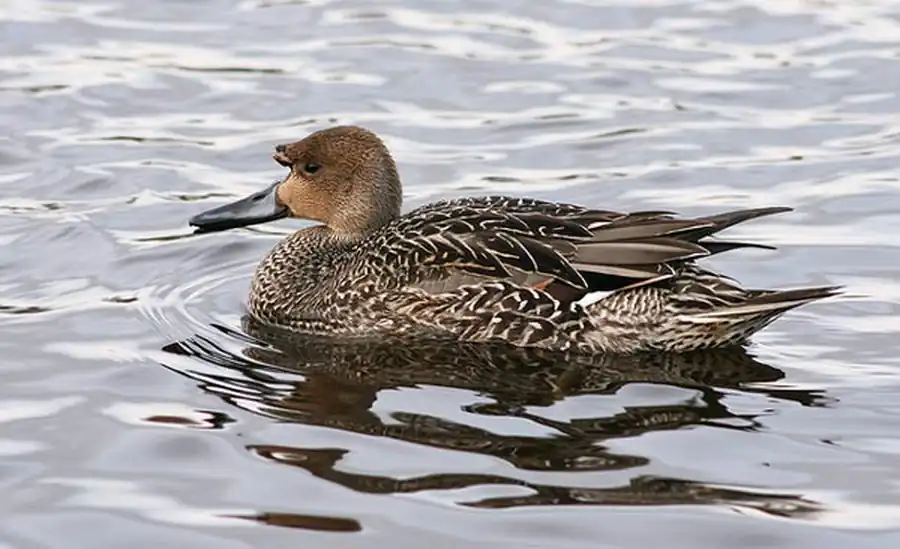 Популяция утиных в Новосибирской области Популяция утиных в Новосибирской области