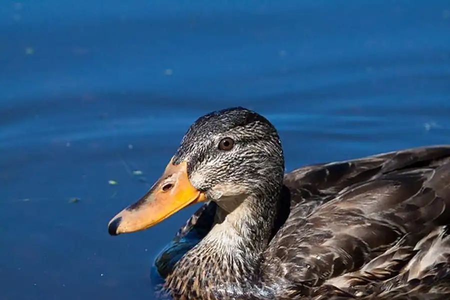 Утиные в Новосибирской области Утиные в Новосибирской области