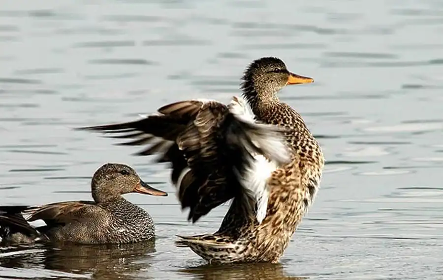 Численность основных видов водоплавающих птиц в Новосибирской области Численность основных видов водоплавающих птиц в Новосибирской области