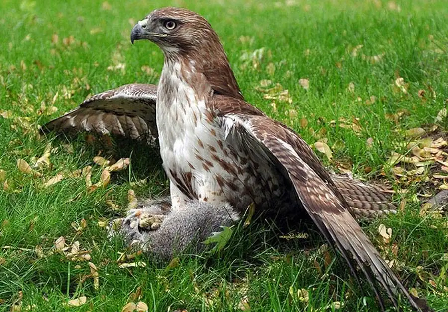 Распределение хищных птиц в Новосибирской области Распределение хищных птиц в Новосибирской области