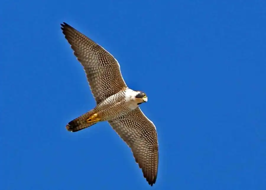 Хищные птицы Новосибирской области Хищные птицы Новосибирской области