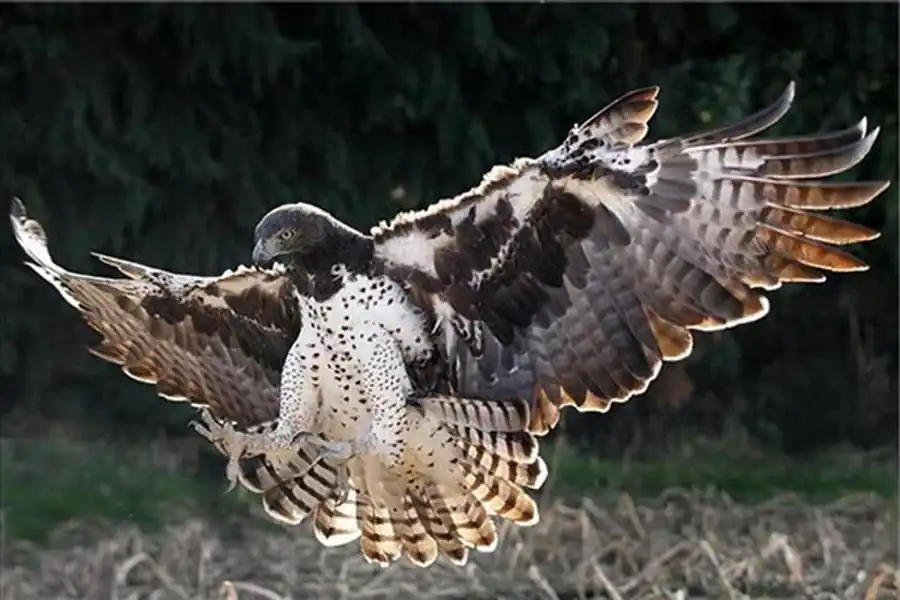 Численность гнездящихся хищных птиц в Новосибирской области Численность гнездящихся хищных птиц в Новосибирской области