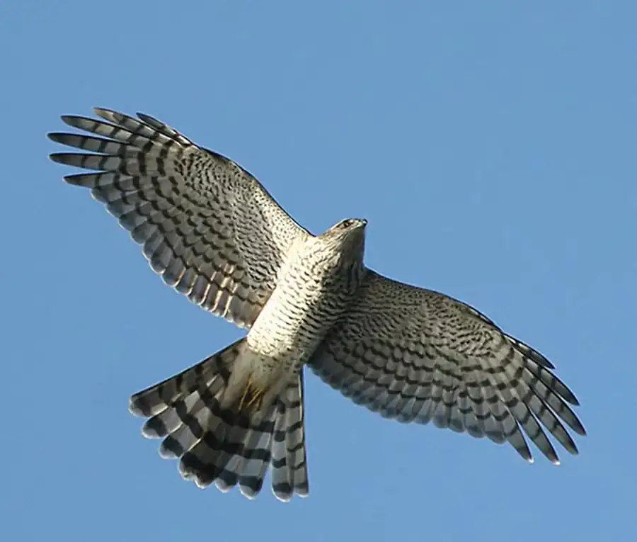 Условия для обитания хищных птиц в Новосибирской области Условия для обитания хищных птиц в Новосибирской области