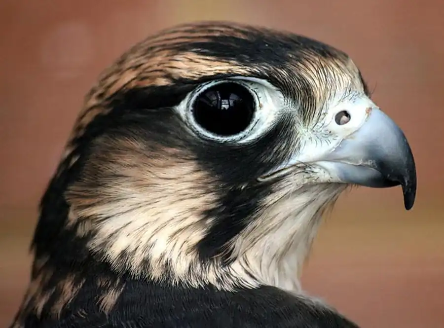 Литература по орнитофауне Новосибирской области Литература по орнитофауне Новосибирской области