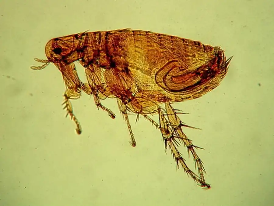 Популяция блох в Новосибирской области Популяция блох в Новосибирской области