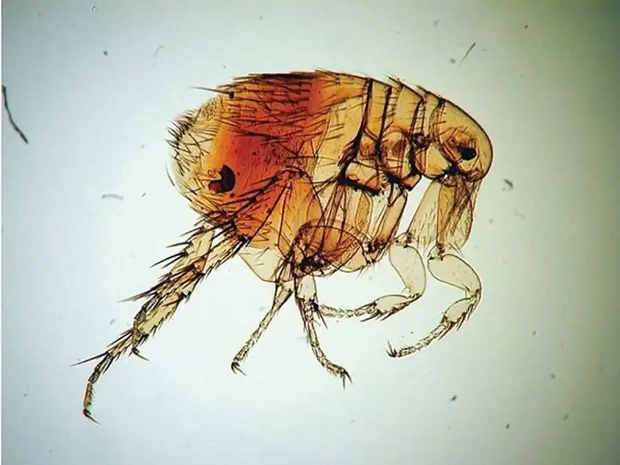 Блохи в Новосибирской области Блохи в Новосибирской области