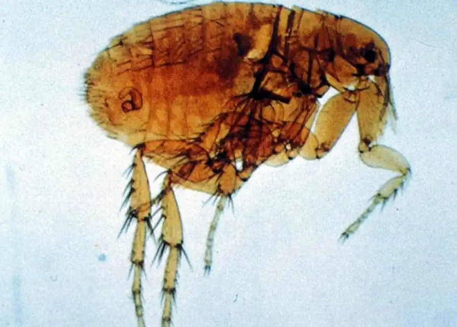 Распространение блох в Новосибирской области Распространение блох в Новосибирской области