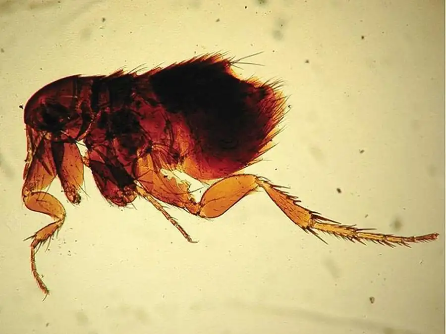 Ареал обитания блох в Новосибирской области Ареал обитания блох в Новосибирской области
