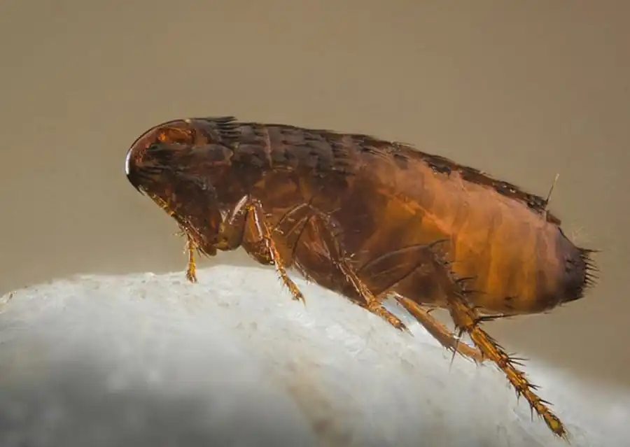 Паразитирование блох в Новосибирской области Паразитирование блох в Новосибирской области