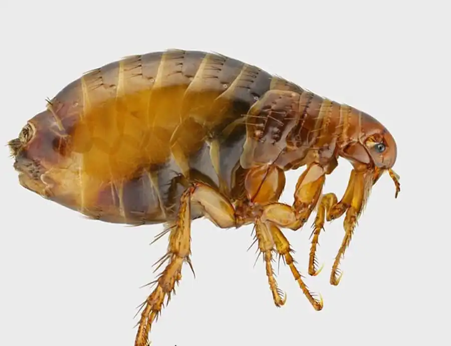 Паразитирование блох на территории Новосибирской области Паразитирование блох на территории Новосибирской области