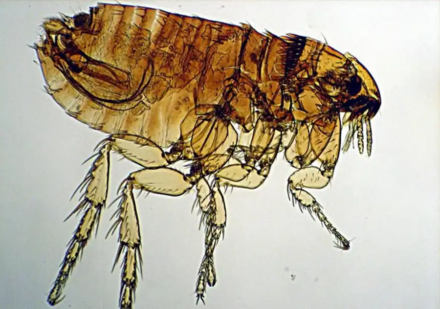 Распространение видов блох по ландшафтам Новосибирской области Распространение видов блох по ландшафтам Новосибирской области