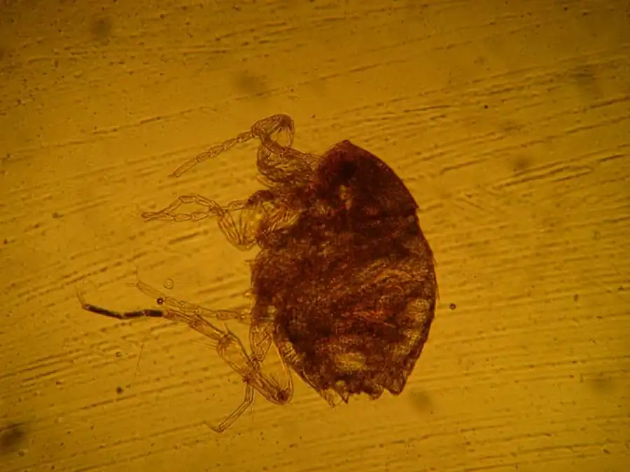 Блохи млекопитающих в Новосибирской области Блохи млекопитающих в Новосибирской области