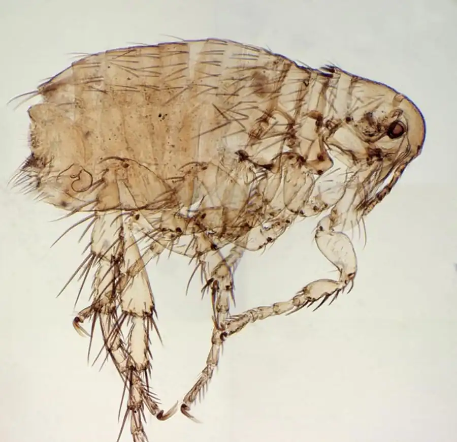 Исследования блох на территории Новосибирской области Исследования блох на территории Новосибирской области