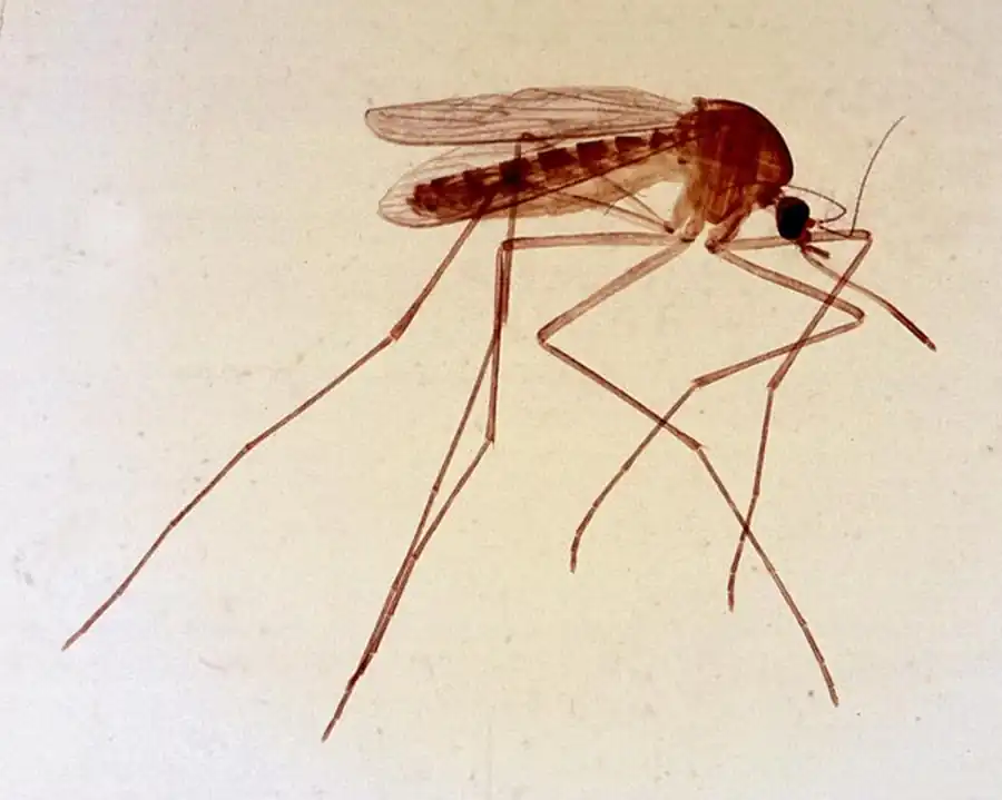 Сведения о кровососущих комарах Новосибирской области Сведения о кровососущих комарах Новосибирской области