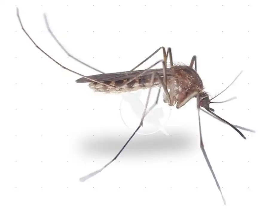 Видовой состав, распределение и обилие комаров по ландшафтным районам Новосибирской области Видовой состав, распределение и обилие комаров по ландшафтным районам Новосибирской области