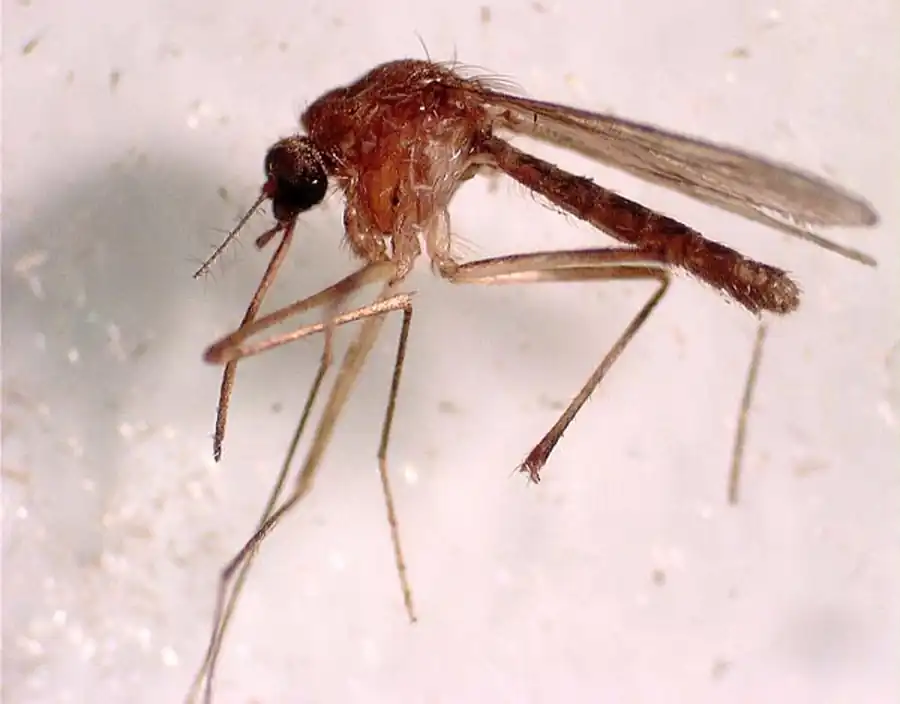 Соотношение видов комаров в Новосибирской области Соотношение видов комаров в Новосибирской области