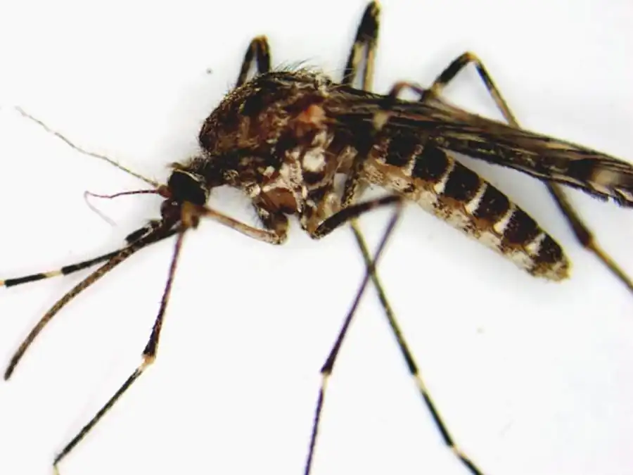 Видовой состав и соотношение численности комаров в приобских борах Видовой состав и соотношение численности комаров в приобских борах