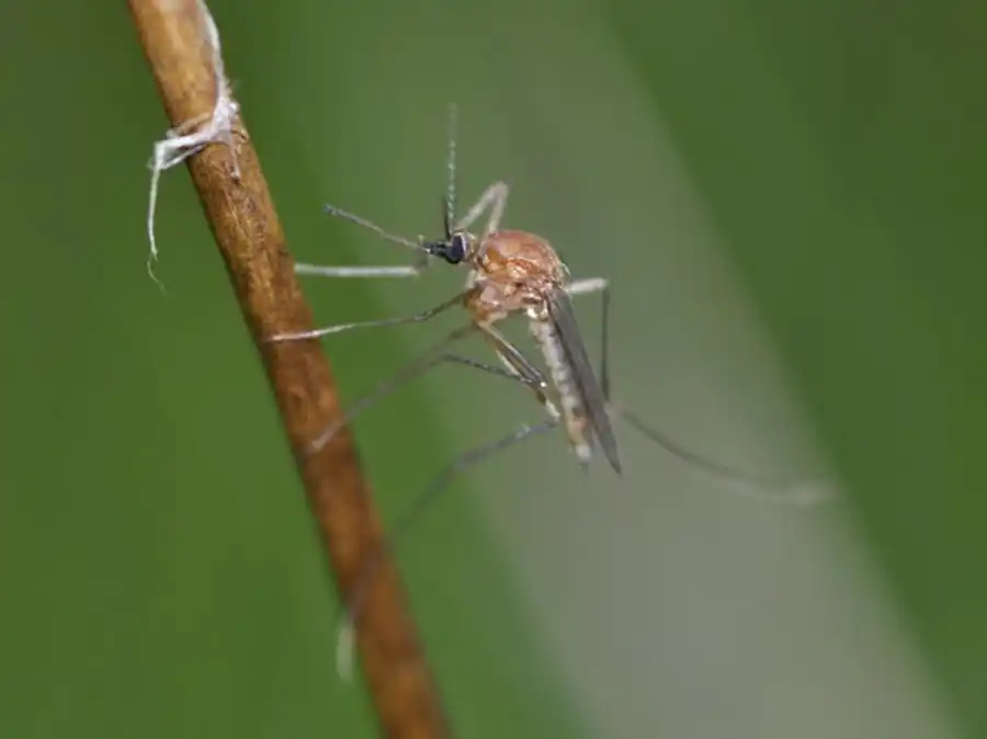  Видовой состав и соотношение численности комаров в пойме Оби