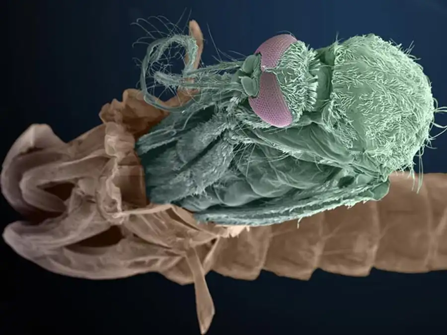 Продолжительность лета комаров Продолжительность лета комаров