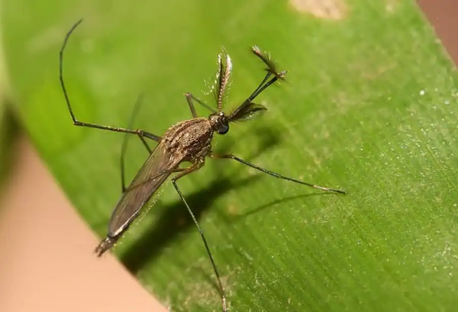 Литература по исследованию комаров Литература по исследованию комаров