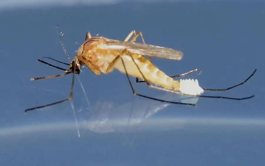 Литература по исследованию комаров. Часть 2 Литература по исследованию комаров. Часть 2