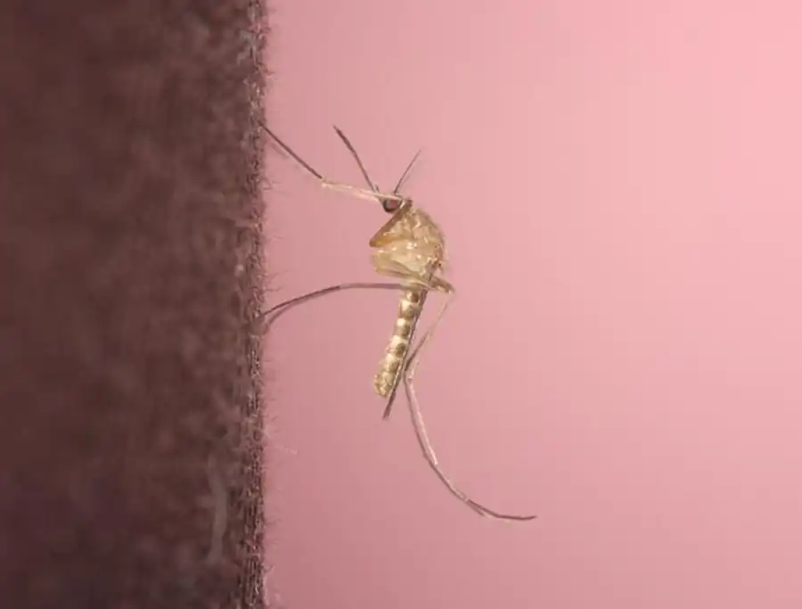 Литература по исследованию комаров. Часть 3 Литература по исследованию комаров. Часть 3