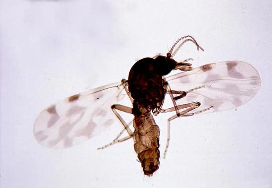 Численность мокрецов в Новосибирской области Численность мокрецов в Новосибирской области