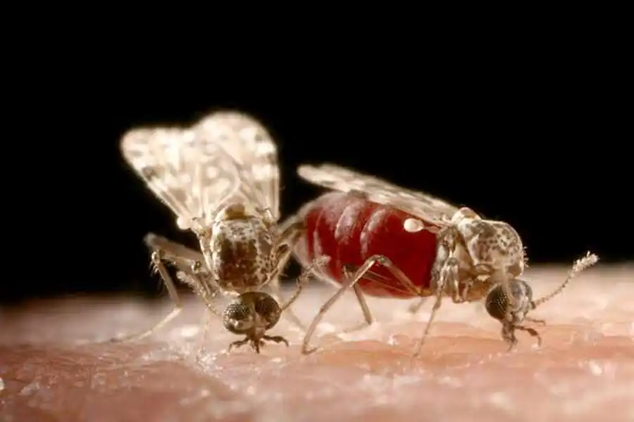 Численность мокрецов в Карасукском районе Новосибирской области