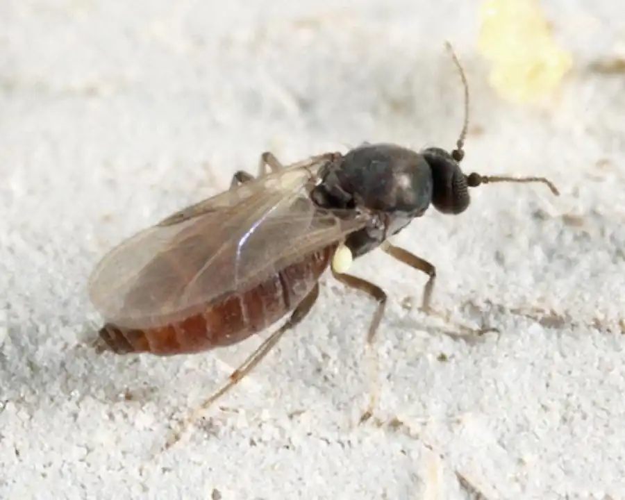 Места выплода мокрецов