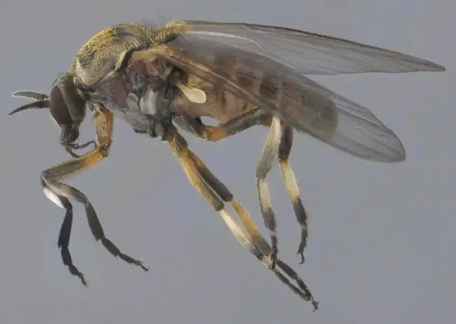 Видовой состав мошек Новосибирской области по ландшафтам Видовой состав мошек Новосибирской области по ландшафтам