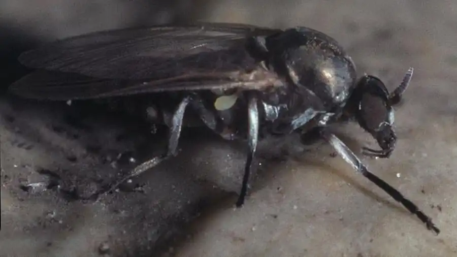 Мошки лесостепного ландшафта (барабинская лесостепь) Мошки лесостепного ландшафта (барабинская лесостепь)