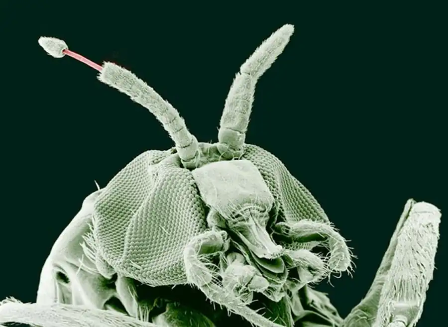 Сезонный ход численности нападающих мошек в лесостепной Барабе Сезонный ход численности нападающих мошек в лесостепной Барабе