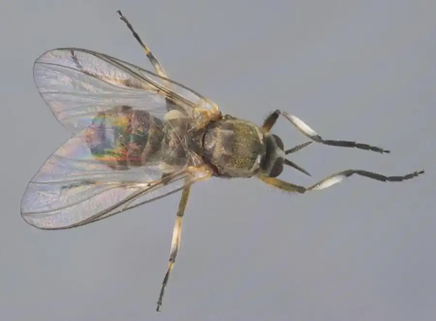 Мошки предгорного ландшафта Мошки предгорного ландшафта